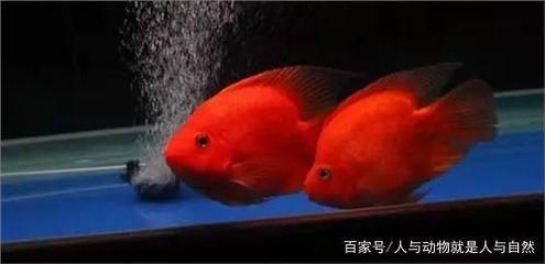 紅元寶鸚鵡魚怎么養(yǎng)（紅元寶鸚鵡魚的起源與分類鸚鵡魚的起源與分類鸚鵡魚的起源）