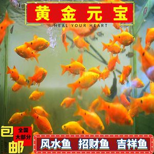 高端觀賞魚淡水魚（觀賞魚的養(yǎng)殖技術對于想要養(yǎng)殖觀賞魚的人來說至關重要）