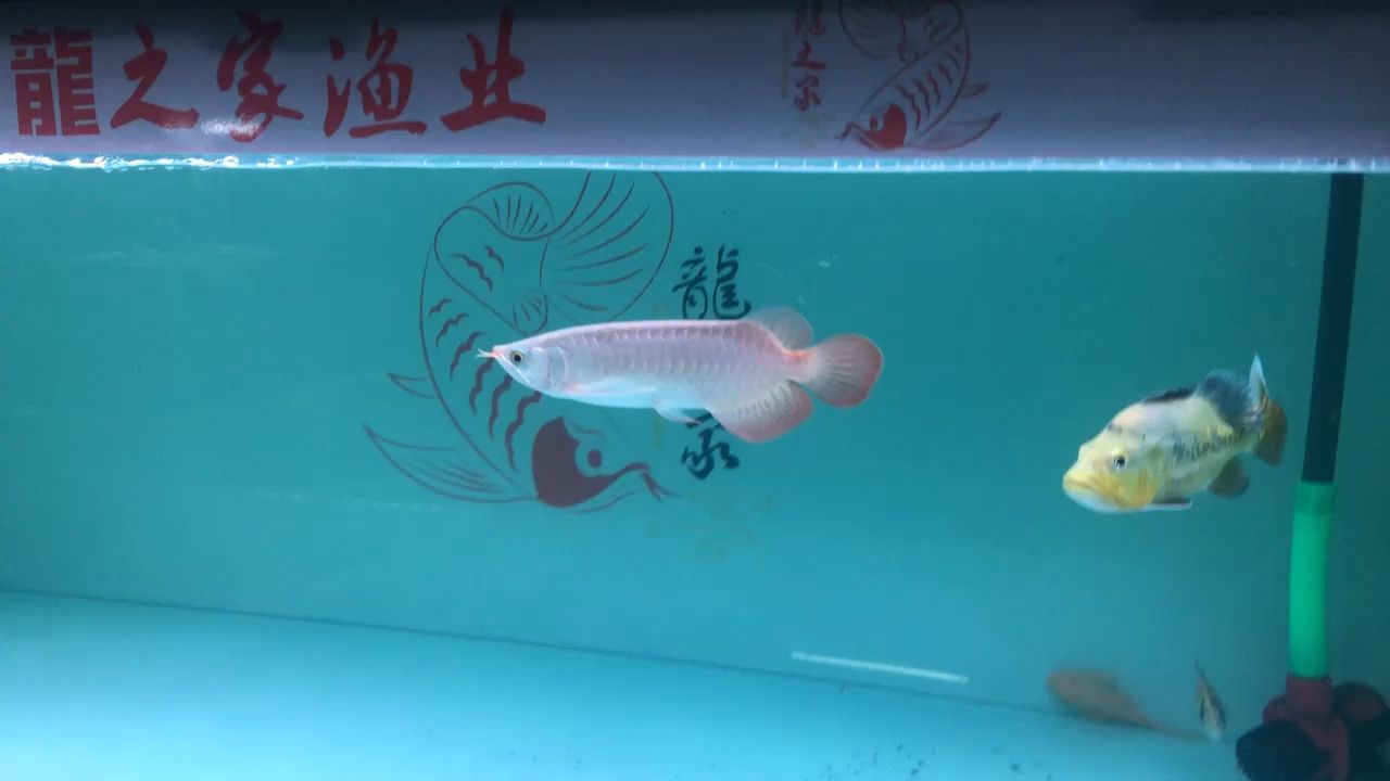 鯊魚嘴小紅龍（準(zhǔn)備精心培養(yǎng)一下這條小紅龍） 觀賞魚論壇