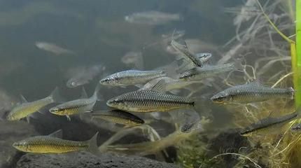 觀賞魚鳑鲏?mèng)~（[需手動(dòng)填充][需手動(dòng)填充]魚的生態(tài)習(xí)性）