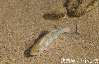 淡水老虎魚（淡水老虎魚是一種生活在淡水中的生活在淡水中的魚類） 魚缸/水族箱 第1張