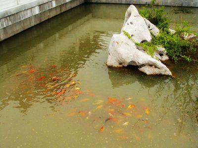 戶外錦鯉池水渾濁怎么辦（戶外錦鯉池水渾濁的原因是什么）