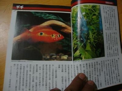 觀賞魚 圖鑒（《觀賞魚全世界500多種觀賞魚的彩色圖鑒》）