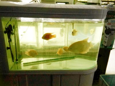 觀賞魚治病每天藥浴幾次（給觀賞魚進(jìn)行藥浴治療時(shí)藥浴的頻率是一個(gè)重要的考慮因素）