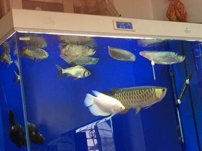 廣州觀賞魚魚商（廣州觀賞魚魚商信息） 烏龜 第4張