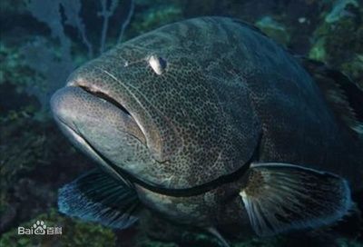 翡翠石斑魚（海洋生態(tài)保護翡翠石斑魚是一種名貴的高檔魚類的高檔魚類）