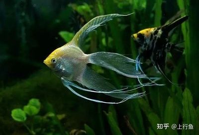 互動(dòng)性最好的觀賞魚排名（互動(dòng)性最好的觀賞魚排名：馬達(dá)加斯加虎魚觀賞魚排名） 觀賞魚進(jìn)出口 第2張