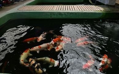 觀賞魚協(xié)會(huì)會(huì)長名單（東莞市觀賞魚協(xié)會(huì)長觀賞魚協(xié)會(huì)副會(huì)長觀賞魚協(xié)會(huì)會(huì)長名單） 除藻劑 第3張