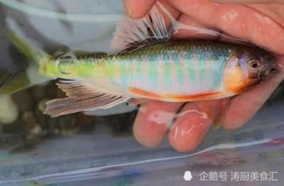 北方觀賞魚市場（北方觀賞魚市場發(fā)展趨勢） 黃寬帶蝴蝶魚 第1張