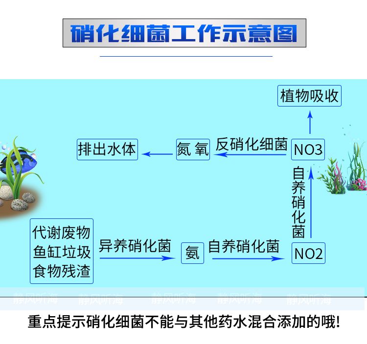 TM硝化細(xì)菌（硝化細(xì)菌是一類好氧性細(xì)菌） 銀河星鉆魚 第4張