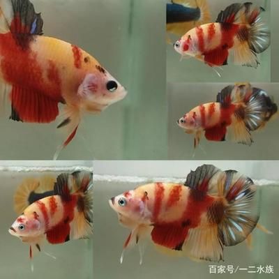 觀賞魚喂太多會不會撐死（如何判斷觀賞魚是否吃飽） 廣州水族批發(fā)市場 第4張