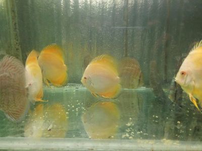 廣東觀賞魚漁場排名前十名（2018年廣東觀賞魚漁場排名前十名）