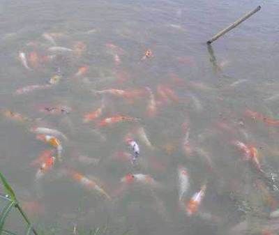 廣東觀賞魚漁場排名前十（廣東觀賞魚漁場排名前十名） 月光鴨嘴魚 第4張