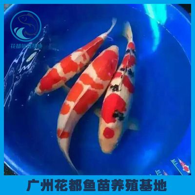 廣州觀賞魚養(yǎng)殖基地有哪些品種魚（廣州大型觀賞魚養(yǎng)殖基地）