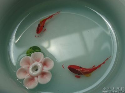 觀賞魚(yú)拍賣(mài)（觀賞魚(yú)拍賣(mài)中的鑒定技巧）