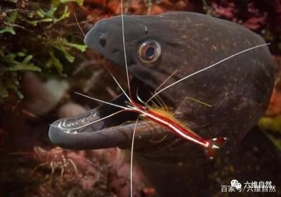 觀賞魚大魚會(huì)吃小魚嗎視頻（大魚吃小魚吃小魚游戲背后的故事大魚吃小魚游戲背后的故事） 海水魚 第1張