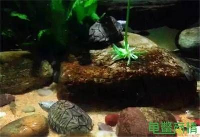 觀賞魚大魚會吃小魚嗎視頻（大魚吃小魚吃小魚游戲背后的故事大魚吃小魚游戲背后的故事） 海水魚 第2張