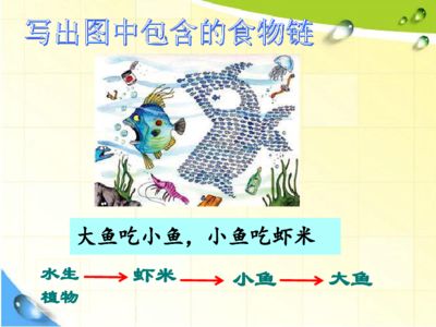 觀賞魚大魚會吃小魚嗎視頻（大魚吃小魚吃小魚游戲背后的故事大魚吃小魚游戲背后的故事） 海水魚 第3張