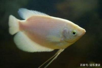 觀賞魚(yú)球鯊魚(yú)能長(zhǎng)多大（觀賞魚(yú)球鯊的生長(zhǎng)潛力）