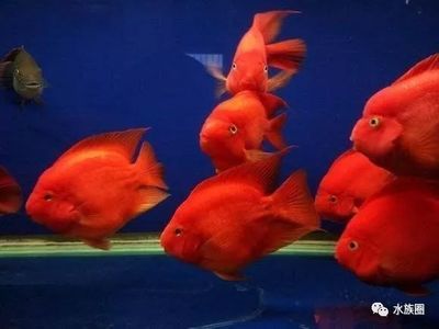 紅色的魚(yú)觀賞魚(yú)（紅色的觀賞魚(yú)種類繁多，紅色觀賞魚(yú)不僅有特色，而且各有特色）