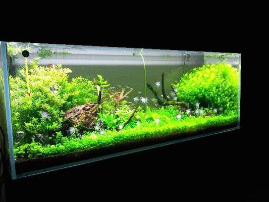 廣州金魚缸維修店（廣州上門清洗魚缸維修） 造景/裝飾 第4張