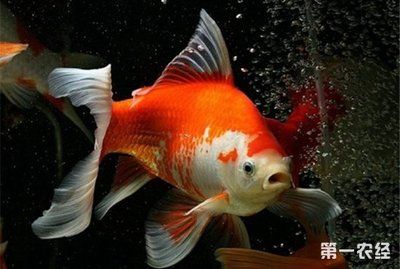 比較好養(yǎng)活的觀賞魚(yú)（觀賞魚(yú)養(yǎng)殖技巧） 埃及神仙魚(yú) 第3張