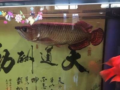 懷柔賣觀賞魚的地方在哪（北京懷柔觀賞魚市場地址懷柔觀賞魚市場地址在哪） 硝化細菌 第2張