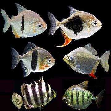 粗線魚(yú)多大上色（粗線魚(yú)的上色時(shí)間主要取決于以下幾個(gè)因素）