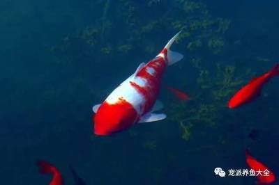 紅白色觀賞魚(yú)（關(guān)于紅白色觀賞魚(yú)的知識(shí)） 除藻劑 第2張