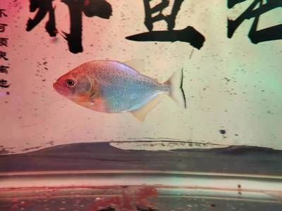 觀賞魚膽小怕人（如何判斷觀賞魚的健康狀況） 白子關(guān)刀魚苗 第1張