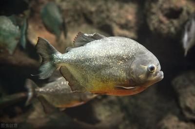 觀賞魚都有哪些是食人魚（世界十大最兇猛的魚類之一的食人魚品種之一胭脂食人魚） iwish愛唯希品牌魚缸 第3張