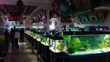 觀賞魚店投資多少錢（如何開一家觀賞魚店）