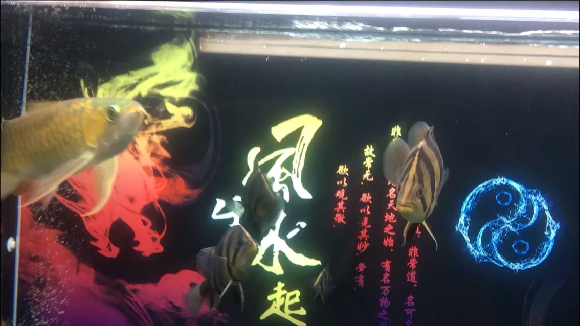 狀態(tài)棒棒的（一路成長(zhǎng),黃小胖評(píng)論：這個(gè)不錯(cuò),草莓聲明評(píng)論：美） 觀賞魚論壇