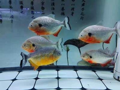 觀賞魚大白片用打養(yǎng)嗎怎么養(yǎng)好（大白片是一種怎樣的藥物？） 大白鯊魚苗 第1張