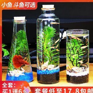 觀賞魚生態(tài)瓶怎么養(yǎng)（瓶的一個觀賞魚生態(tài)?）