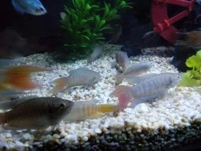 剛買回的觀賞魚可以喂食嗎？（剛買回的觀賞魚不宜立即喂食，觀賞魚不宜立即喂食）