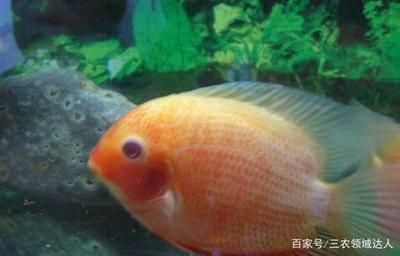 剛買回的觀賞魚可以喂食嗎？（剛買回的觀賞魚不宜立即喂食，觀賞魚不宜立即喂食）