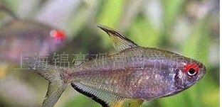 燈魚怎么養(yǎng)（燈科魚的繁殖技巧燈科魚的繁殖技巧燈科魚的繁殖技巧） 文玩 第3張