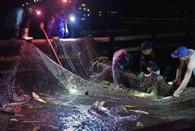 海中金魚缸怎么樣養(yǎng)魚（海中金魚缸養(yǎng)護指南） 非洲象鼻魚 第2張