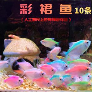 彩裙魚(yú)產(chǎn)卵是什么樣子的（彩裙魚(yú)的產(chǎn)卵過(guò)程） 元寶鳳凰魚(yú)專用魚(yú)糧 第1張