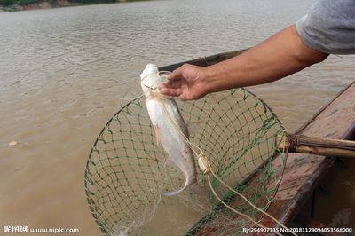 大白魚觀賞魚（關于大白魚觀賞魚養(yǎng)殖的一些基本知識） 麥肯斯銀版魚 第4張