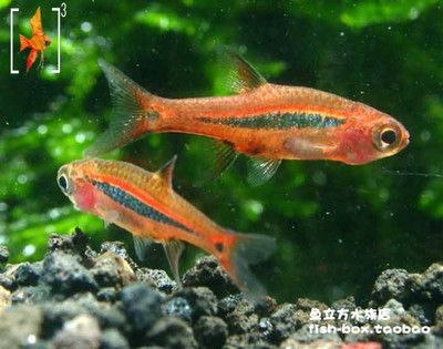 觀賞魚官網(wǎng)（30篇觀賞魚在線觀看觀賞魚在線觀賞魚網(wǎng)站排行）