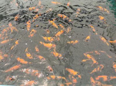 觀賞魚繁育基地（河南省開封市觀賞魚繁育基地觀賞魚繁育技術(shù)概覽觀賞魚繁育基地） 武吉美拉金龍魚 第3張