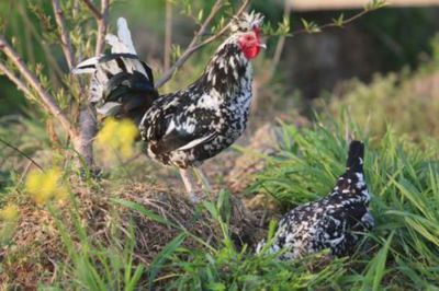 赤荔鳳冠魚好養(yǎng)嗎（關于赤荔鳳冠魚飼養(yǎng)的一些關鍵信息） 白子球鯊魚 第2張