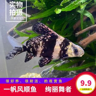 比較名貴的冷水觀賞魚有哪些（名貴的冷水觀賞魚有哪些特點(diǎn)？） 銀古魚苗 第3張