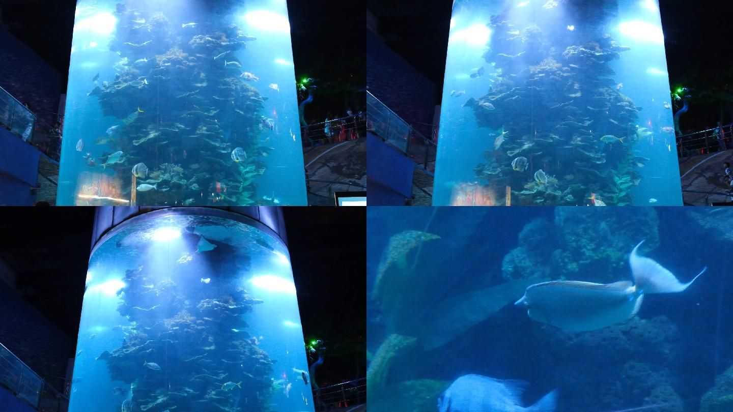 觀賞魚水族館視頻播放（唐加文的4k視頻之旅）