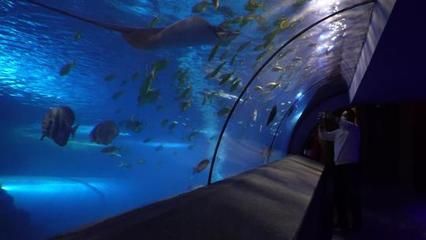 觀賞魚水族館視頻播放（唐加文的4k視頻之旅）