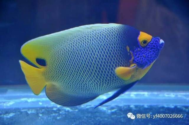 觀賞魚大眼病怎么治最好呢（觀賞魚大眼病治療方法） 白子銀龍魚苗 第3張