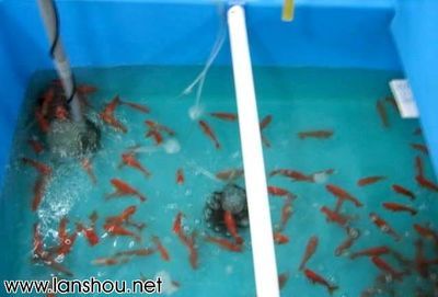 觀賞魚金魚怎么養(yǎng)好（養(yǎng)好觀賞魚金魚需要注意以下幾個方面） 祥龍赫舞紅龍魚 第4張