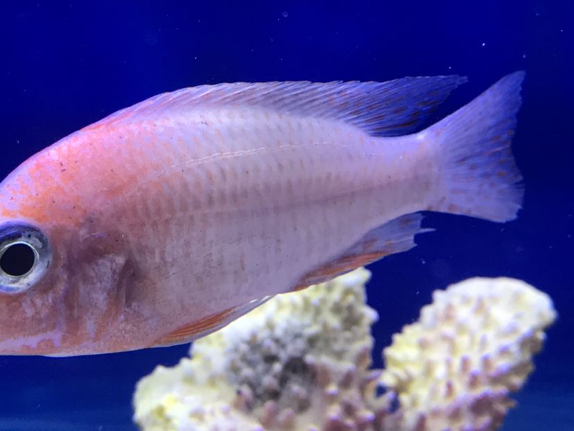 求助！魚身上有黑點！（求助各位大神，魚身上有黑點是不是蟲子呢，如果是蟲子怎么處理呢） 觀賞魚論壇 第2張